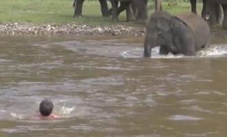 Ελέφαντας σώζει άντρα
