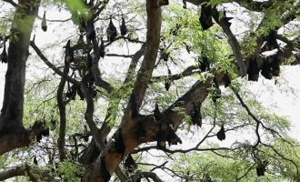 νυχτερίδες σε δέντρα
