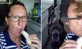 Τεράστιος σκύλαρος λιγουρεύεται μπανάνα