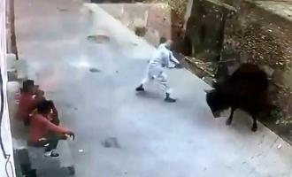 επίθεση ταύρου
