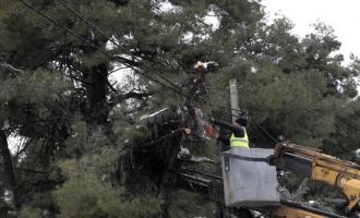 πεσμένων δέντρων