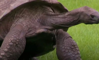 η γηραιότερη χελώνα του πλανήτη