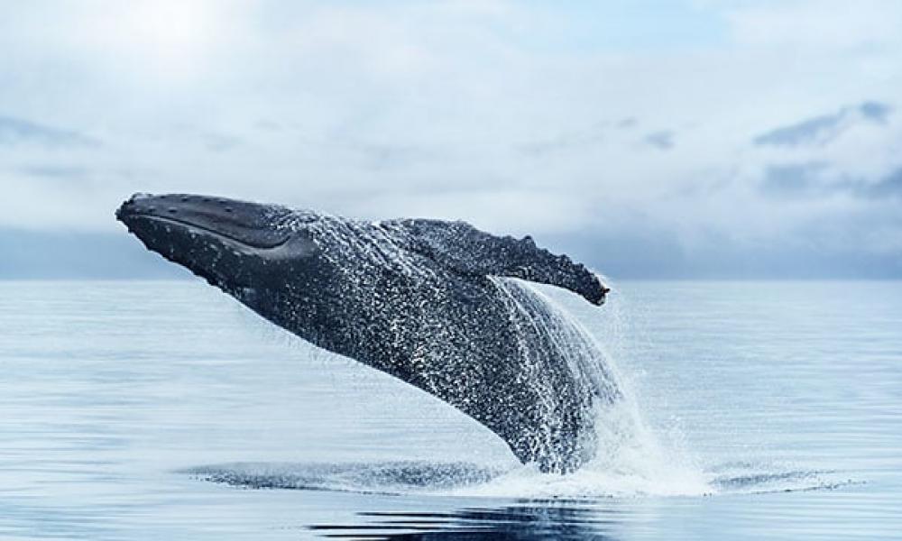 φάλαινα στην Αλάσκα