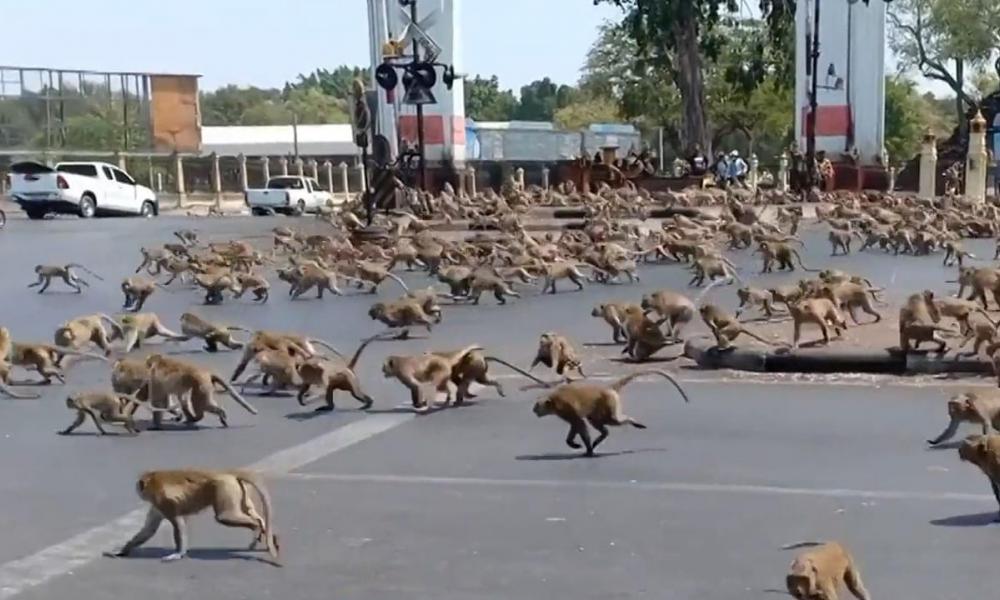 πίθηκοι στην Ταϊλάνδη