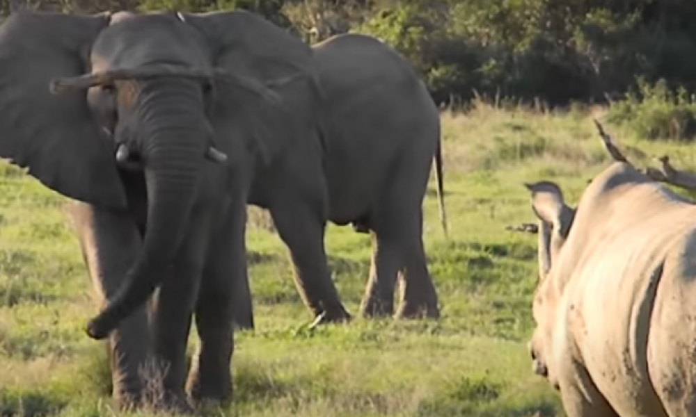 ελέφαντας ρινόκερος