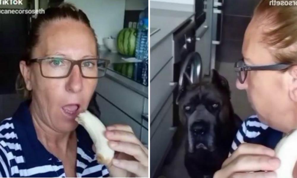 Τεράστιος σκύλαρος λιγουρεύεται μπανάνα