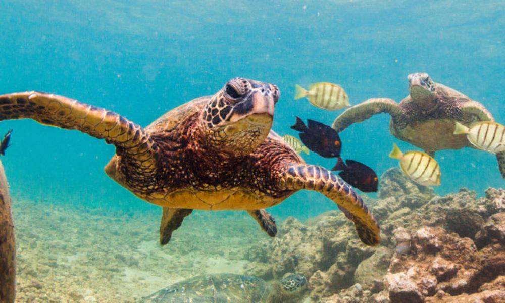 θαλάσσια χελώνα