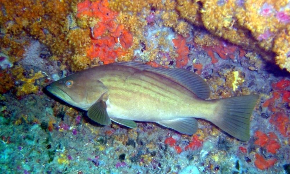 Η στήρα (Epinephelus costae) είναι σαρκοφάγο ψάρι και στενός συγγενής του ροφού (Fernando Herranz Martín / CC BY-SA 2.5)
