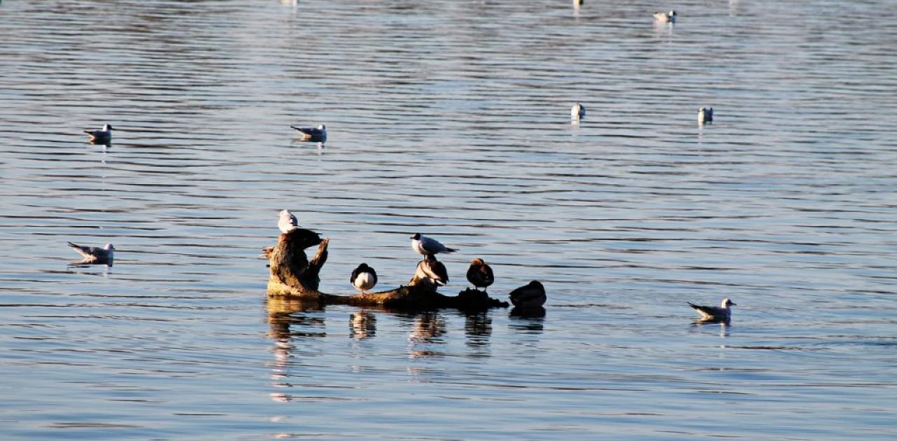 Grippe aviaire : le nombre de cas explose